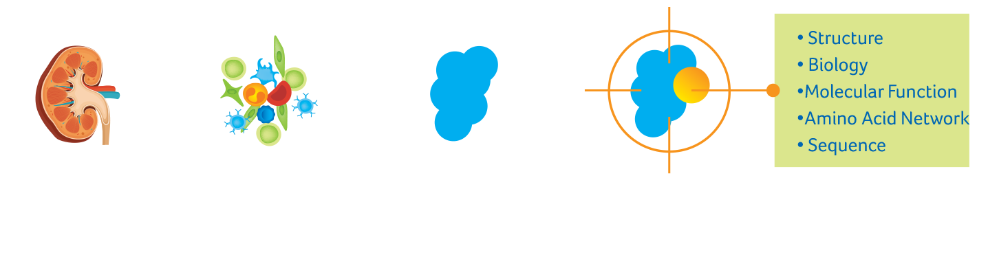 Infographic - steps in target identification